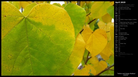 Yellow and Green Redbud Leaves