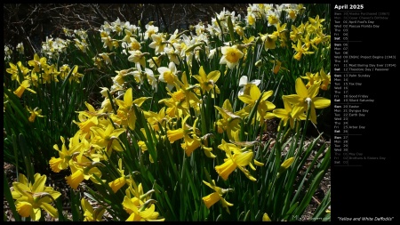 Yellow and White Daffodils