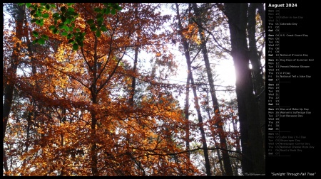 Sunlight Through Fall Tree