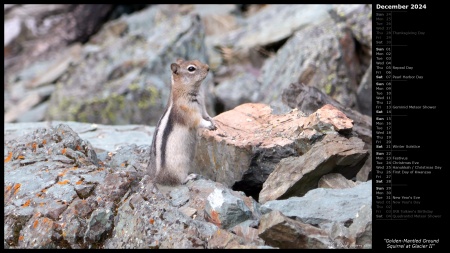 Golden-Mantled Ground Squirrel at Glacier II