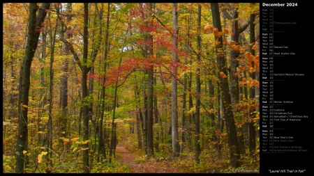 Laurel Hill Trail in Fall