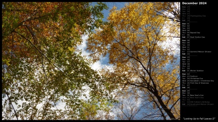 Looking Up to Fall Leaves II