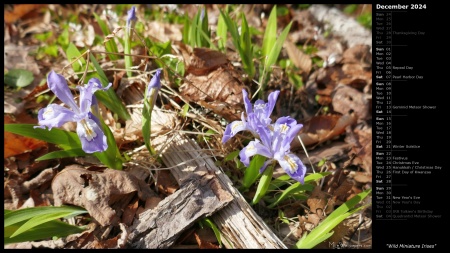 Wild Miniature Irises