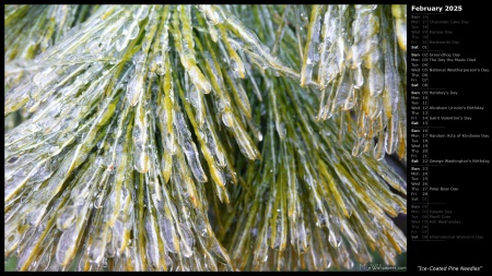 Ice-Coated Pine Needles