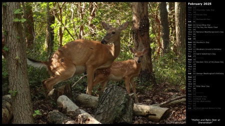 Mother and Baby Deer at Shenandoah