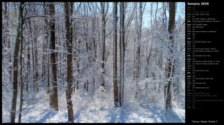Snowy Poplar Forest I