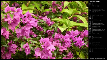 Tropical Purple Bougainvillea