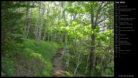 Forest Trail at Acadia