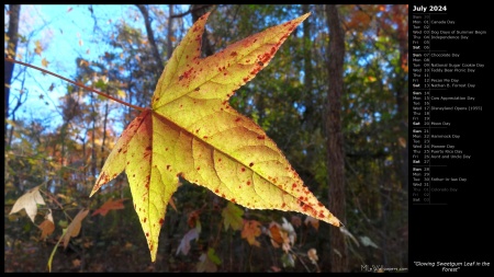 Glowing Sweetgum Leaf in the Forest