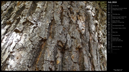 Tree Bark IV