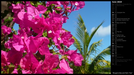 Bougainvillea and Palm Tree