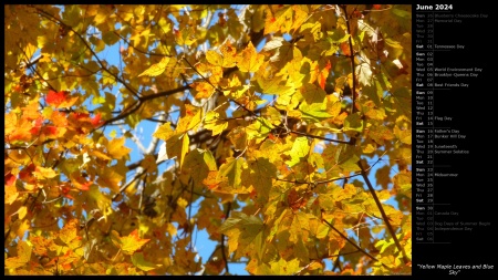 Yellow Maple Leaves and Blue Sky