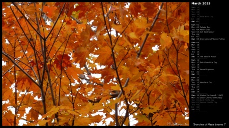 Branches of Maple Leaves I