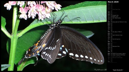 Night Butterfly