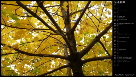 Pair of Yellow Maple Trees