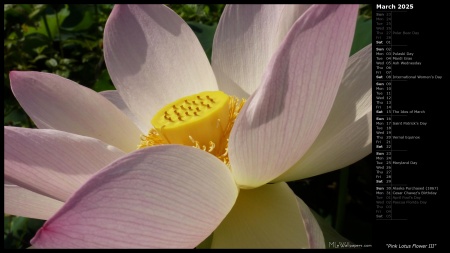 Pink Lotus Flower III