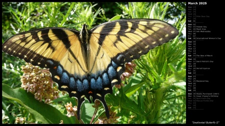 Swallowtail Butterfly II