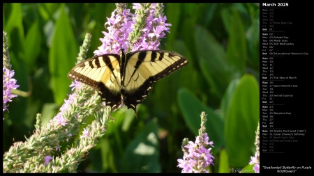 Swallowtail Butterfly on Purple Wildflowers