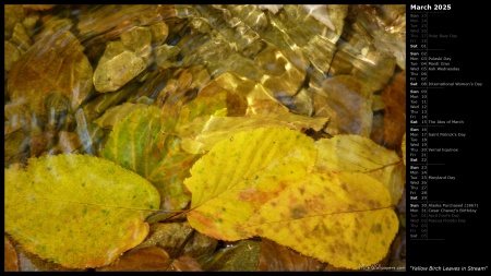 Yellow Birch Leaves in Stream