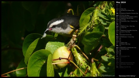 Bananaquit Bird Eating