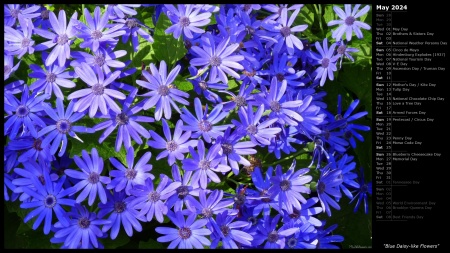 Blue Daisy-like Flowers