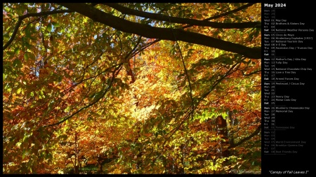 Canopy of Fall Leaves I