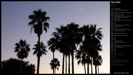 Dusk with Palm Trees