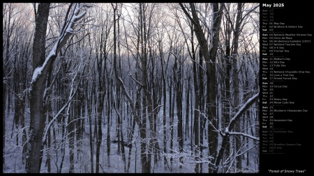 Forest of Snowy Trees