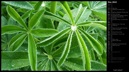 Lupin Leaves