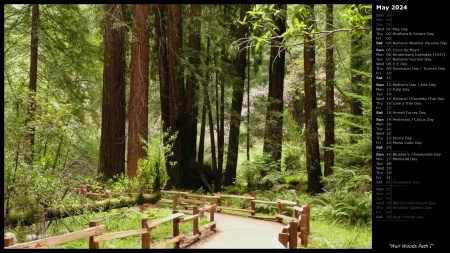 Muir Woods Path I
