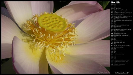 Pink Lotus Flower I