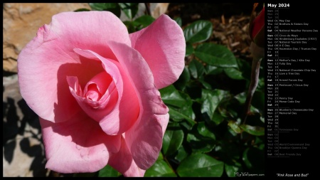 Pink Rose and Bud