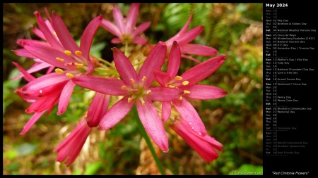 Red Clintonia Flowers