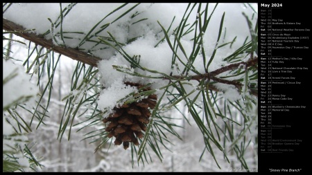 Snowy Pine Branch
