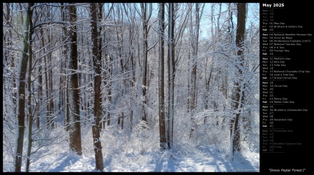Snowy Poplar Forest I