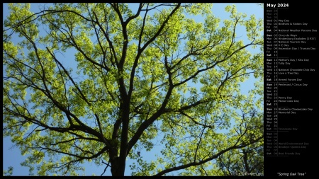 Spring Oak Tree