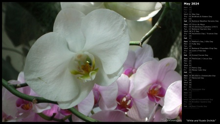 White and Purple Orchids
