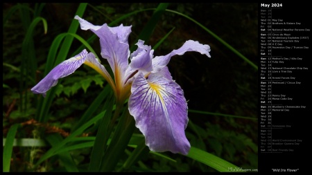 Wild Iris Flower