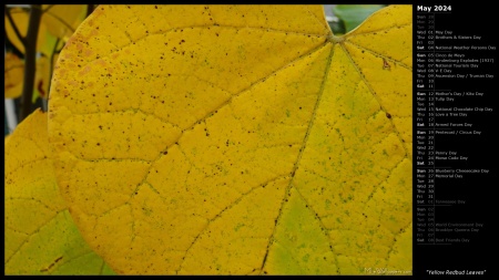 Yellow Redbud Leaves