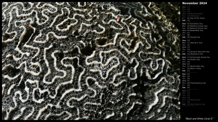 Black and White Coral II