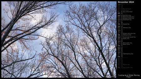 Looking Up to Winter Morning Trees