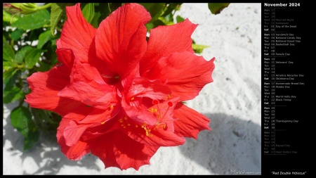 Red Double Hibiscus
