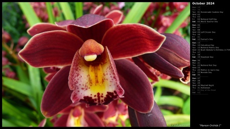 Maroon Orchids I