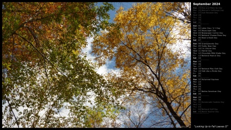 Looking Up to Fall Leaves II