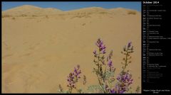 Mojave Indigo Bush and Kelso Dunes