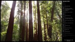 Up to Redwoods in the Morning