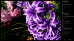 Blue Hyacinth II