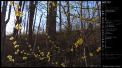 Spicebush Flowers in Spring