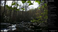 Spring Leaves at the Little Pigeon River