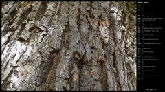 Tree Bark IV